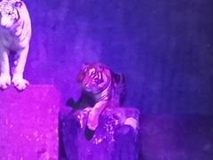 -清迈夜间动物园