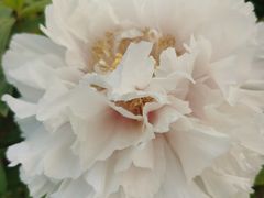 -曹州百花园