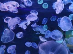 -多彩贵州城极地海洋世界