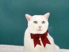 -爱洗澡的猫(天河路店)