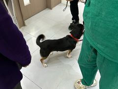 -派特宠物医院(圆融广场店)