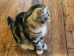 -more than meow吴止猫主题餐厅(承德 中船汇店)