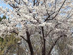 -石家庄市植物园