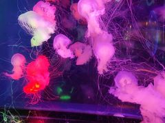 -太平洋海底世界