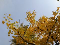 -北京鹫峰国家森林公园