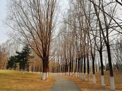 -长白岛森林公园
