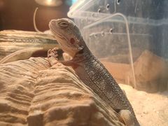 -帕帕拉兹宠物(亚洲旗舰店)