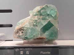 -中国地质博物馆