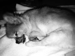 -彩虹桥宠物火化殡葬善终服务(金乐大厦店)