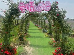 -荷兰花海