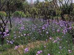 -广州莲花山旅游区