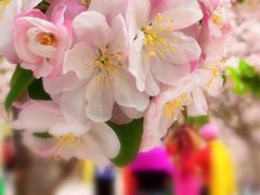 -海棠花溪(元大都城垣遗址公园)