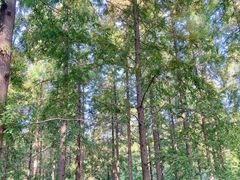 -黄海国家森林公园