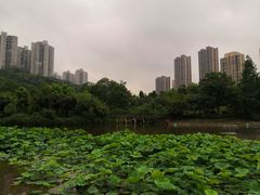 -龙头寺公园