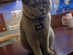 -喵园·猫主题咖啡厅·撸猫·猫咖(国贸店)