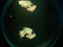 -欢乐海岸海洋奇梦馆