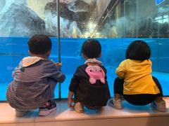 -帝企鹅自助餐厅•儿童岛•真企鹅(长隆企鹅酒店)