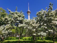 -中央广播电视塔