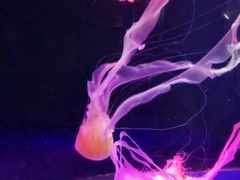 -左海海底世界