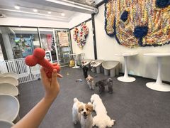 -有喵·猫咖·狗咖·30几只猫10只小狗(岗厦店)