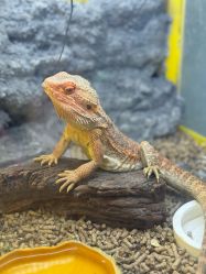 -神奇动物撸宠馆·羊驼·小浣熊·异宠(豫园店)