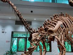 -自贡恐龙博物馆