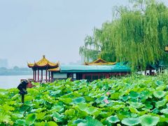 -济南大明湖景区