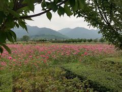 -曲江薰衣草庄园
