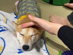 -逗柴咖啡屋·狗咖猫咖宠物桌游
