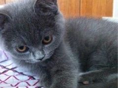 -lincat·猫舍(广州店)