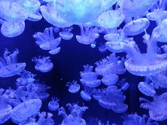 -成都浩海立方海洋公园