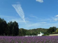 -紫海香堤香草艺术庄园