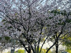 -高东镇樱花园
