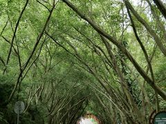 -大屏嶂森林公园