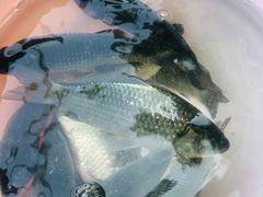 -重庆长寿碧桂园凤悦凤凰酒店