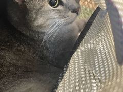 -御宝贝·A梦猫科宠物医院(国际猫友好医院)