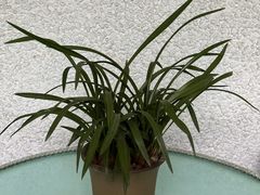 -上海宋庆龄故居纪念馆
