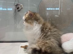 -babydoll猫舍·米努特·德文·缅因(久光中心店)