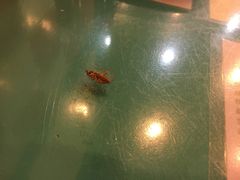 -烧鹅濑(西华路店)