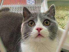 -lincat·猫舍(广州店)