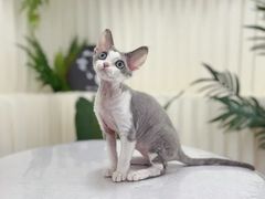 -山宅一喵德文卷毛猫舍