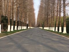 -黄海国家森林公园