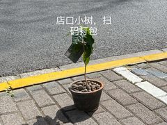 -村口大树(长乐路店)