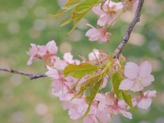 -上海辰山植物园