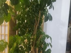 -麦悠悠·SPA·推拿(沈杜公路地铁站店)