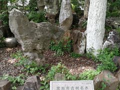 -青枫公园