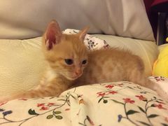 嘉宠动物医院-嘉宠动物医院