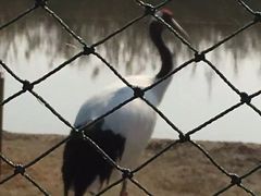 -盐城丹顶鹤湿地生态旅游区