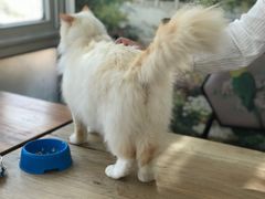 -猫小院猫主题咖啡厅(北锣店)