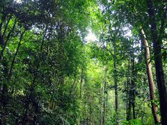 -武吉知马自然保护区